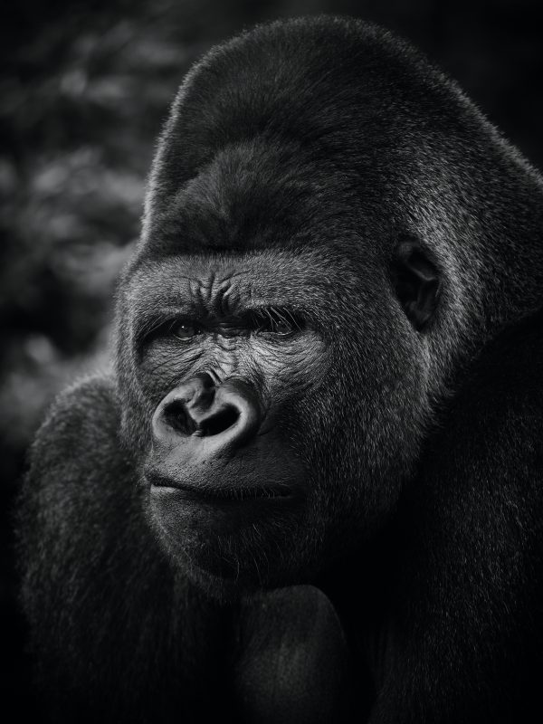 Gorille noir