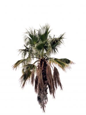 Palmier sur fond blanc