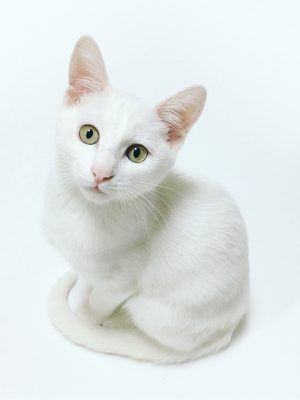 Chat blanc