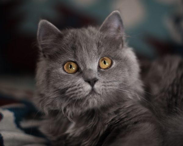 Chat gris aux yeux marron
