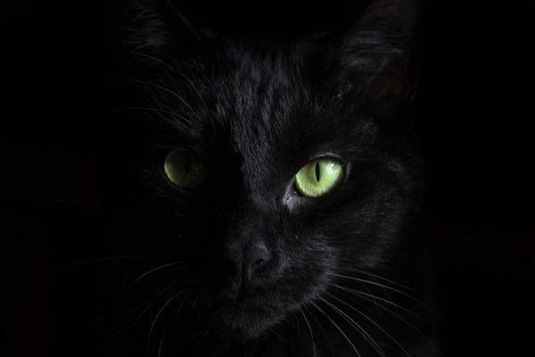 Portrait d'un chat noir
