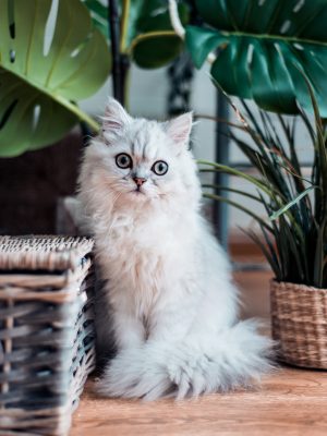 Chat blanc persan
