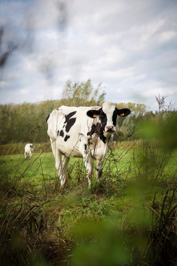 Vache blanche et noire dans un champ d'herbe