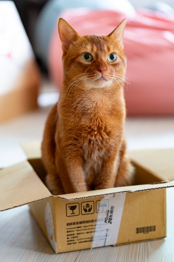 Chat roux dans un carton