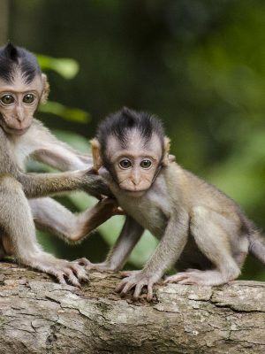 Deux bébés singes sur une branche