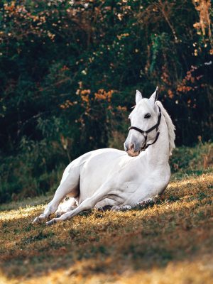 Cheval blanc couché dans l'herbe