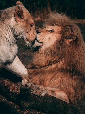 Lion et lionne s'embrasse
