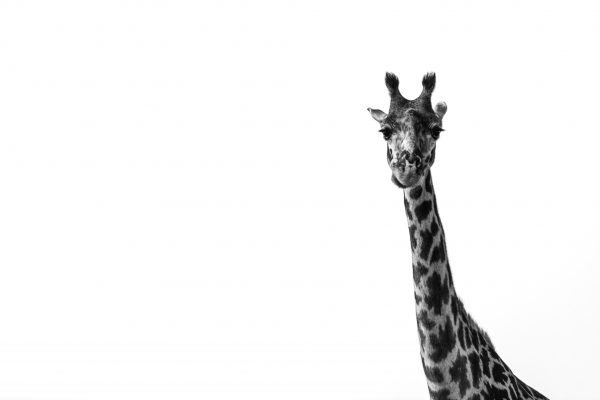 Girafe en noir et blanc