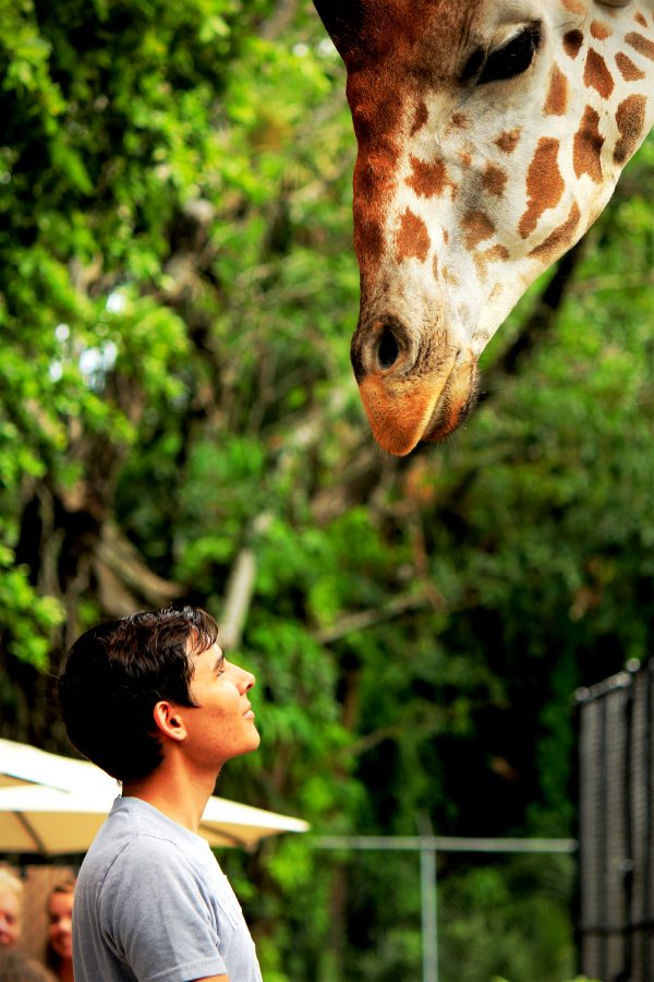 Une girafe et un homme