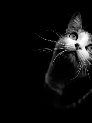 Chat en noir et blanc regardant vers le haut