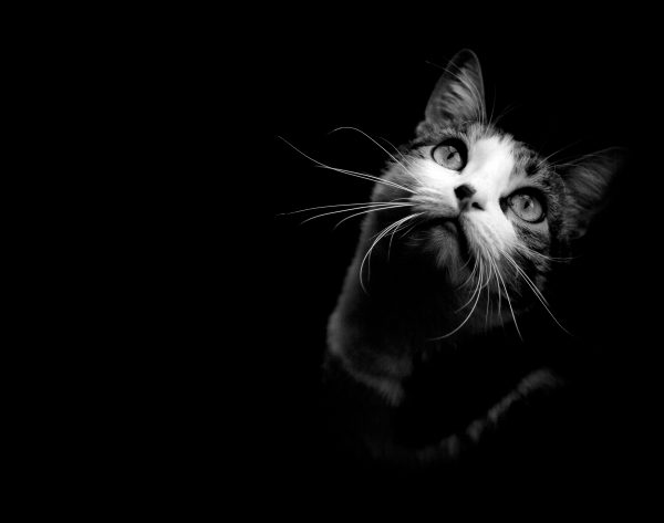 Chat en noir et blanc regardant vers le haut