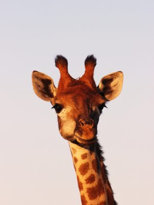 Tête d'une girafe au soleil