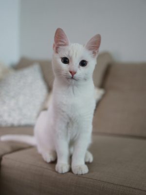 Chat blanc sur un canapé