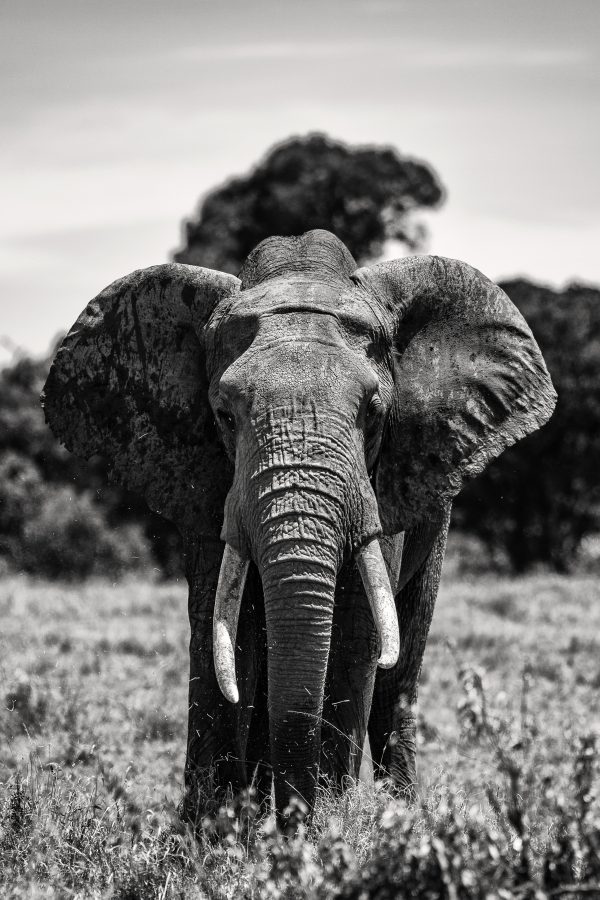 Éléphant dans un champ en noir et blanc