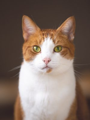 Portrait d'un chat blanc et roux