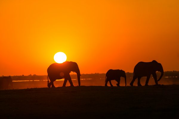 Éléphants au coucher de soleil
