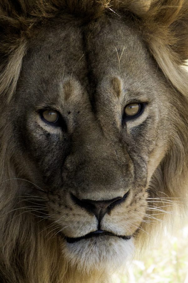 Portrait d'un lion brun