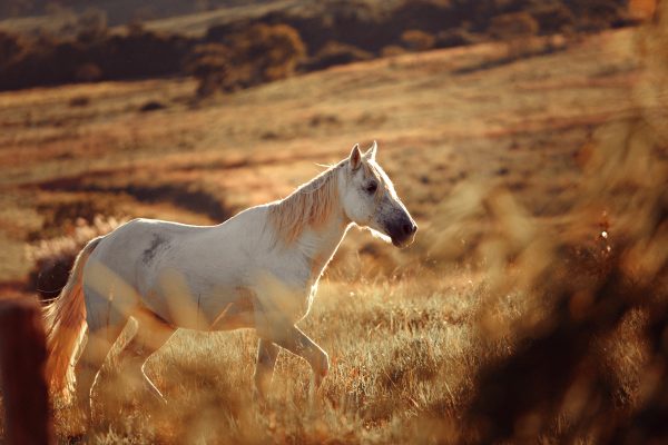 Cheval blanc dans un champ