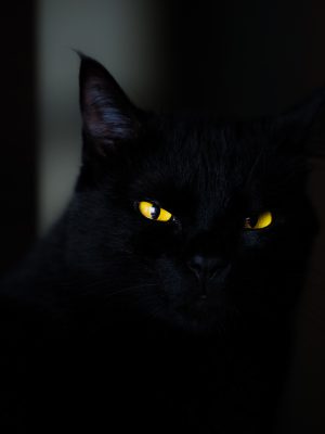 Chat noir dans l'ombre