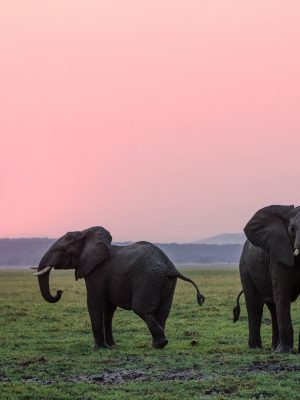 Deux éléphants dans les plaines