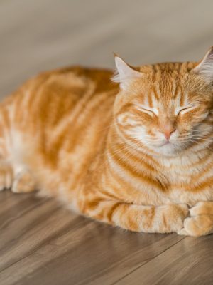 Chat tigré orange dors sur le sol
