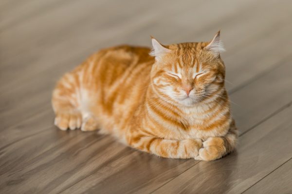 Chat tigré orange dors sur le sol