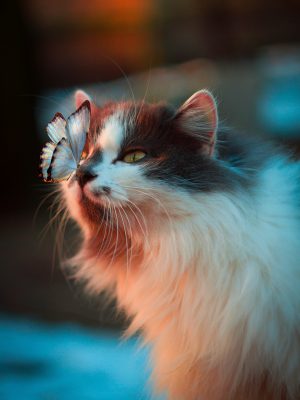 Rencontre entre un papillon et un chat