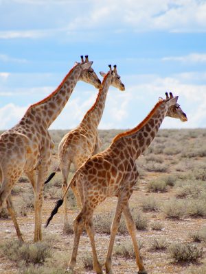 Groupe de girafes