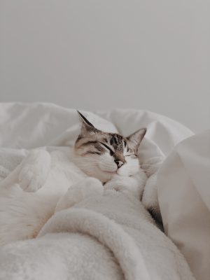 Chat blanc dans un lit