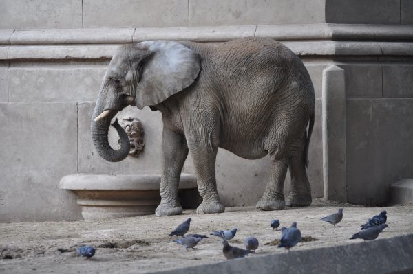 Éléphant gris dans la ville