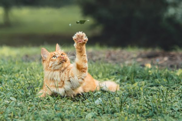 Chat tigré joue avec des feuilles