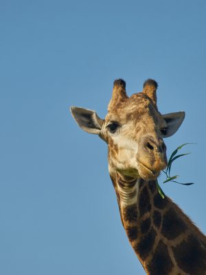 Girafe brune sous un ciel bleu