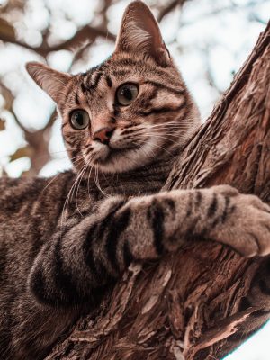 Chat tigré dans un arbre