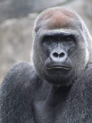 Gorille à dos argenté