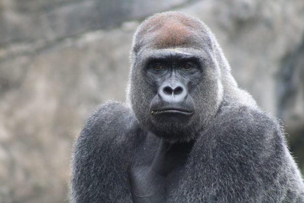 Gorille à dos argenté