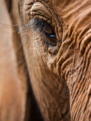 Oeil d'un éléphant brun