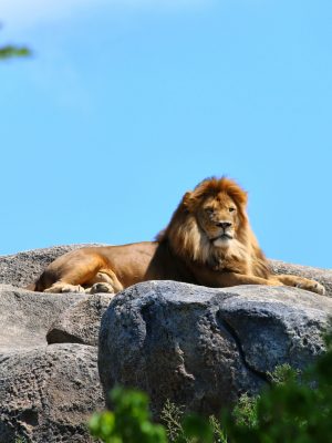 Lion brun sur un rocher