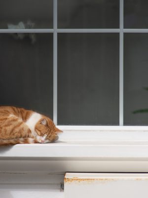 Chat dors au bord d'une fenêtre