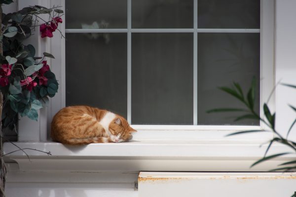 Chat dors au bord d'une fenêtre