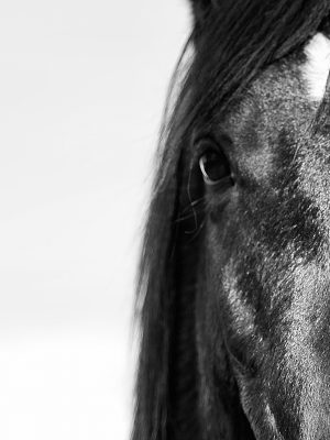 Tête d'un cheval en noir et blanc