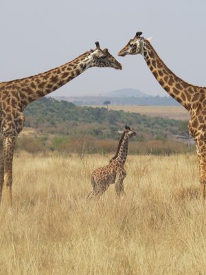 Deux girafes et leurs petit