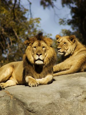 Lion et lionne ensemble sur un rocher