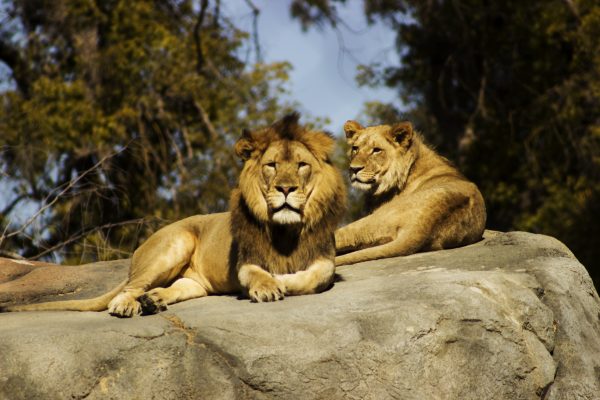 Lion et lionne ensemble sur un rocher