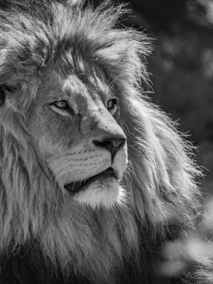 Lion dans l'herbe en noir et blanc