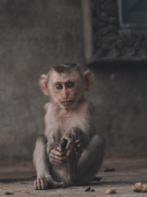 Portrait d'un singe