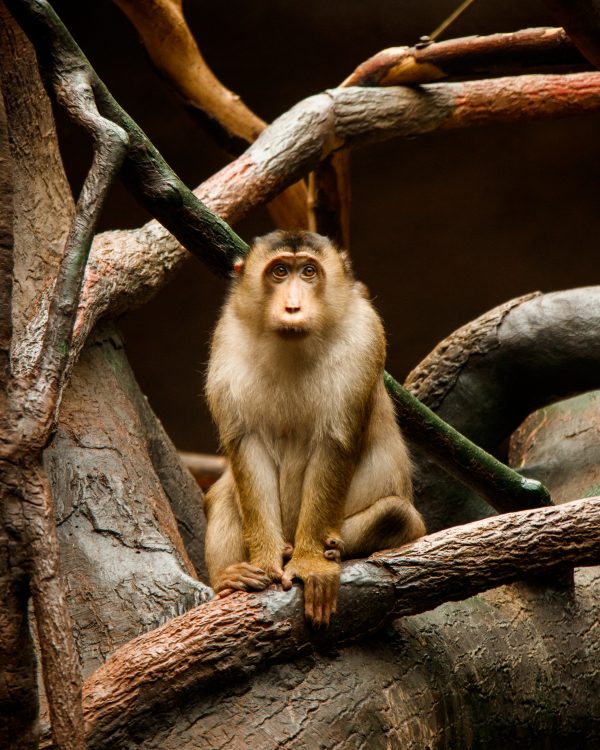 Primate brun dans un arbre
