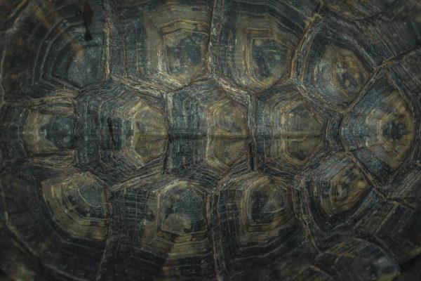 Carapace de tortue noire