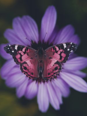 Papillon dans une fleur violette