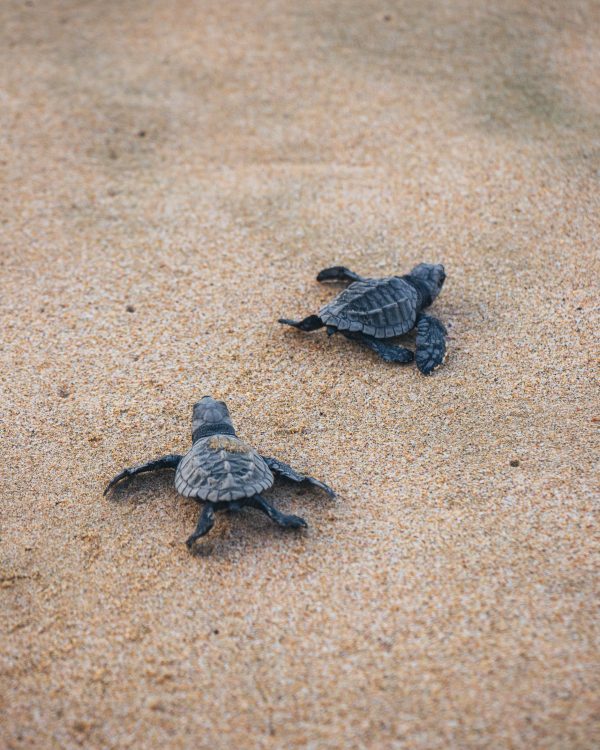 Petites tortue noire sur le sable