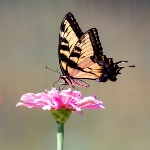 Papillon à queue d'hirondelle